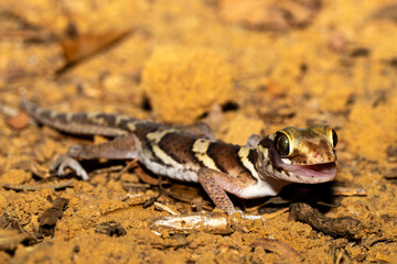 Madagascar ground gecko an endemic reptile