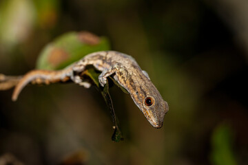 Wildlife in Madagascar, endemic reptiles