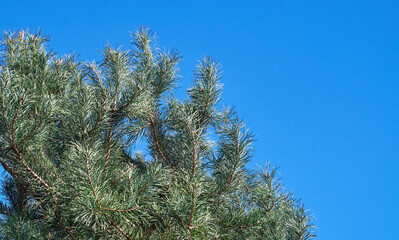 Naklejka premium Close-up of vibrant pine tree branches against a clear blue sky.