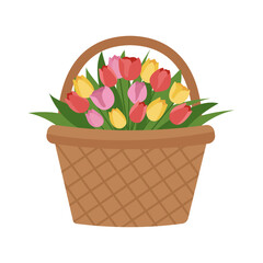 Colorful tulips in basket. Beautiful spring flowers bouquet. Vector  flat illustration.