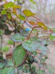 rain drops on rose Green Leaves 