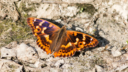 butterfly on the ground