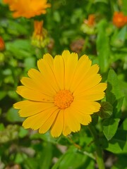 yellow flowers on a green blur background
