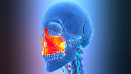 Human Skeleton System Skull Bone Joints Maxilla Anatomy © magicmine
