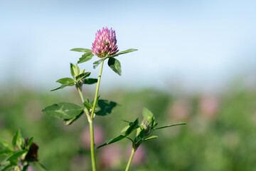 Close up of a red clover on sunny weather in summer, blurry flowers and green field in the background. Horizontal image.