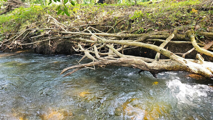 Riverbed Branch: A fallen tree branch lies across a crystal-clear, flowing stream, creating a picturesque natural bridge.