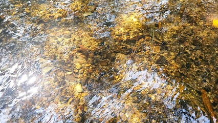 A serene water surface reflecting golden leaves and sunlight, creating a tranquil and beautiful natural scene.