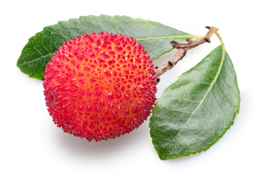 Ripe fruit and fresh green leaves of strawberry tree, isolated on white background. File contains clipping path.