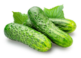 Fresh sweet small cucumbers isolated on white background. Cucumbers that are used to pickling or slicing.