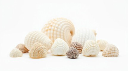 Seashell Collection: Diverse Shapes and Sizes