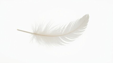Obraz premium Delicate White Feather with Soft Details