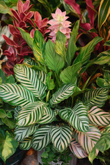 Stunning Tropical Plants Display
