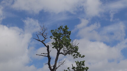 Tree blue sky, tree top against blue sky on a sunny day. Nature Indonesia. 