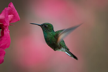 Stripe-tailed Hummingbird (Eupherusa eximia) male feeding on a flower, Costa Rica