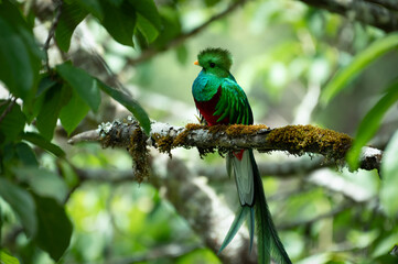 Resplendent Quetzal (Pharomachrus mocinno) male, Costa Rica