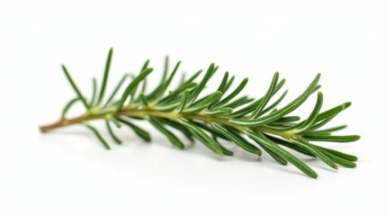 Fototapeta premium Fresh Rosemary Sprig with Deep Green Needles