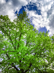 Tree with green leaves is in the foreground of a blue sky