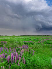 Field of purple flowers is in the foreground of a cloudy sky