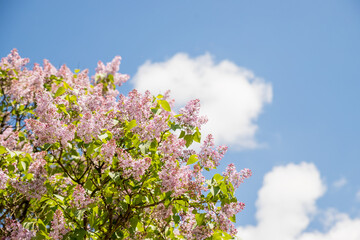 closeup lilac flower. natural spring summer background.lilac species of flowering woody plants in...