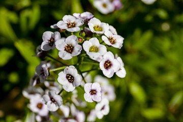 Blooming white sweet Alyssum flowers in a lush green garden setting
