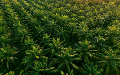 Aerial view of a lush oil palm tree plantation at sunset, showcasing the beauty of tropical agriculture and natural resources.