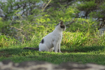 Fototapeta premium Cliff kitty