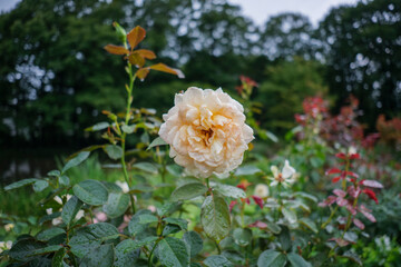 庭園に咲くピンクのバラ　雨に濡れた花びら