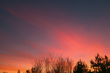 Naklejka premium Majestic sky, pink cloud against the silhouettes of pine trees. Red Sunset on the forest. Colorful Sunset Clouds Background