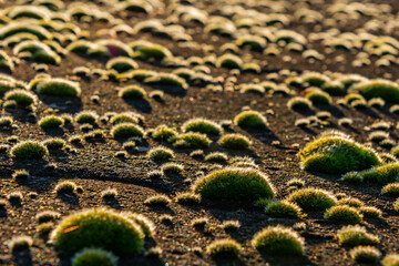 Moss balls on the ground