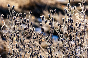 plant in detail with ice at leaves