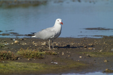 Corsican Gull - Audouin's Gull Larus audouinii Stintino, Casaraccio Lagoons, Sassari, Sardinia, Italy...