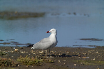 Corsican Gull - Audouin's Gull Larus audouinii Stintino, Casaraccio Lagoons, Sassari, Sardinia, Italy...