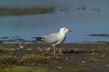 Corsican Gull - Audouin's Gull Larus audouinii Stintino, Casaraccio Lagoons, Sassari, Sardinia, Italy...