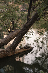 tree, turtles, lake in the forest