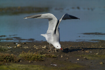 Corsican Gull - Audouin's Gull Larus audouinii Stintino, Casaraccio Lagoons, Sassari, Sardinia, Italy...