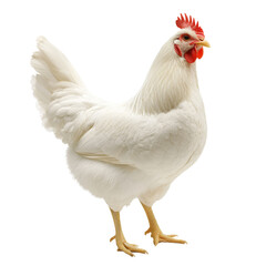 Fototapeta premium white chicken standing upright with prominent red comb and wattles, showcasing its feathers and posture. This bird represents farm life and poultry farming