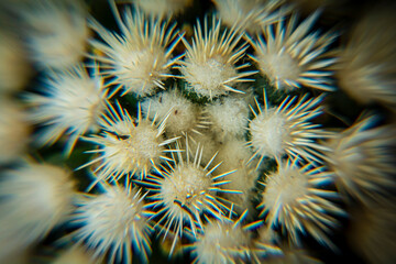 Mammillaria gracilis arizona snow