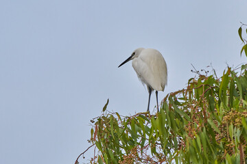 garceta grande también conocida como garza blanca (Ardea alba)​​ 