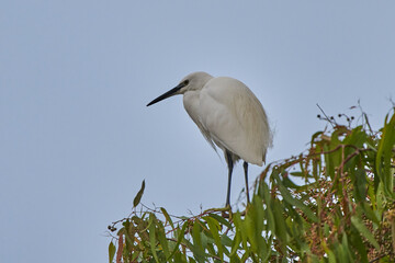 garceta grande también conocida como garza blanca (Ardea alba)​​ 