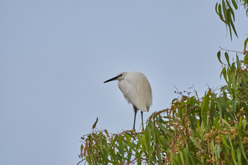 garceta grande también conocida como garza blanca (Ardea alba)​​ 