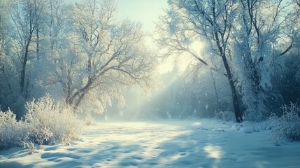 Winter Wonderland Snow Covered Trees Forest
