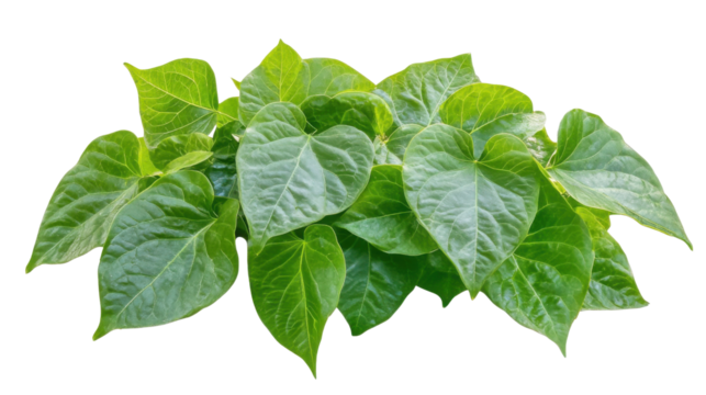 green leaves javanese  treebine isolated on white background