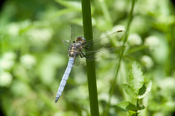Keeled Skimmer dragonfly Orthetrum coerulescens Sardinia, Italy.