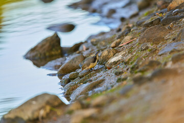 lavandera cascadeña (Motacilla cinerea)