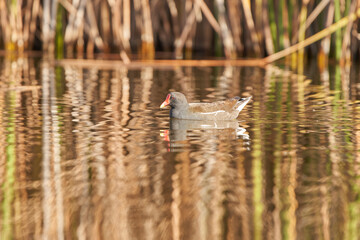 La gallineta común o polla de agua (Gallinula chloropus)​​ 