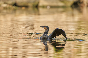 cormorán (Phalacrocoracidae) ave acuática