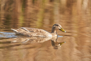 ánade común o azulón (Anas platyrhynchos)