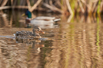 ánade común o azulón (Anas platyrhynchos)