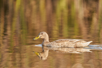 ánade común o azulón (Anas platyrhynchos)