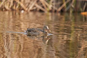 ánade común o azulón (Anas platyrhynchos)